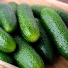 2000 Seeds Dark Green Short Cucumber