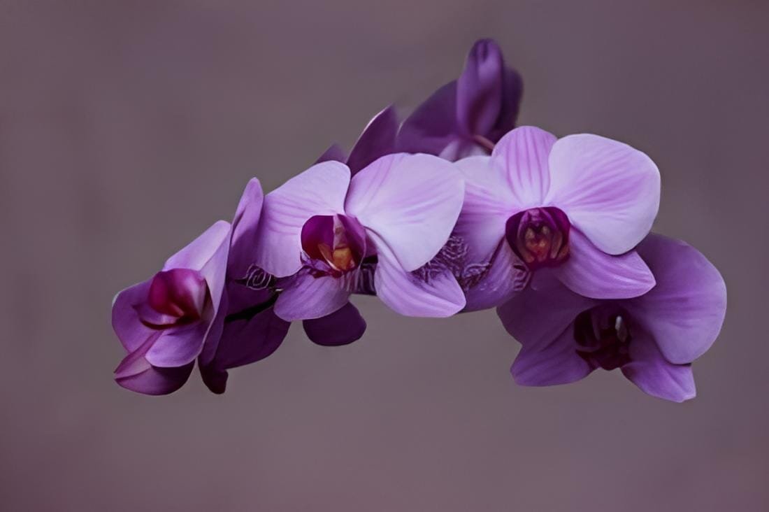 20 Seeds Phalaenopsis Purple Pink Butterfly Orchid