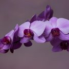 20 Seeds Phalaenopsis Purple Pink Butterfly Orchid