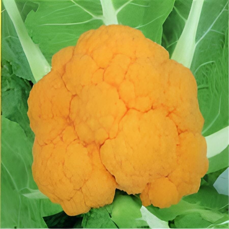 6 Seeds Rare Japanese Golden Cauliflower Vegetables