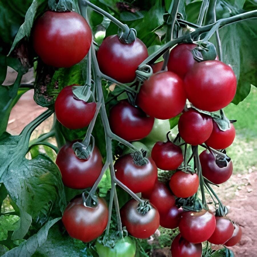 200 Seeds Rosella Cherry Tomato