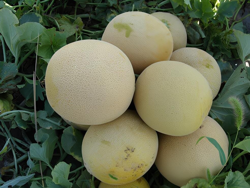 20 Seeds Rare Golden White Sweet Melon with white meat fruits hybrid F1