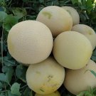 20 Seeds Rare Golden White Sweet Melon with white meat fruits hybrid F1