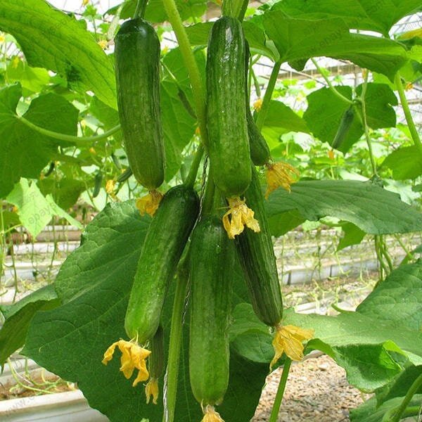 120 Seeds Cucumis Sativus Linn. Netherlands Fruit Cucumber