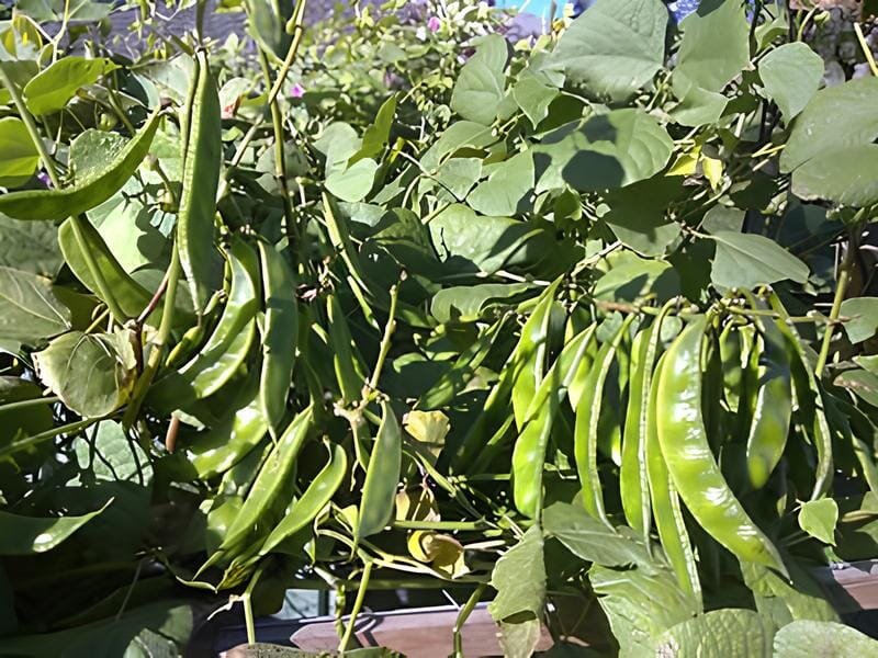 100 Seeds Hyacinth Bean Lablab Highyield Delicious Asian