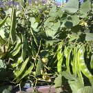 100 Seeds Hyacinth Bean Lablab Highyield Delicious Asian