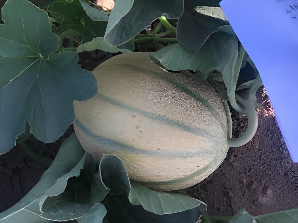 200 Seeds Japanese Sweet Melon Hybrid F1