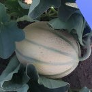 200 Seeds Japanese Sweet Melon Hybrid F1