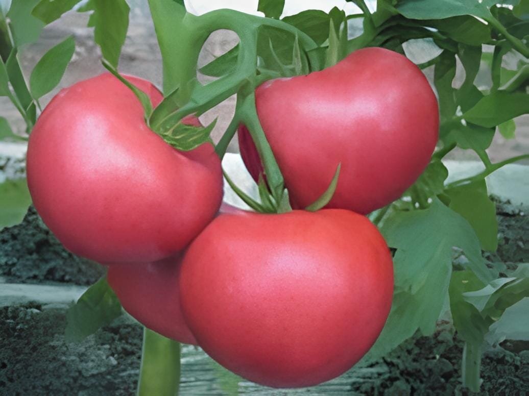 20 Seeds Qinshu No.1 F1 Pink Big Tomato