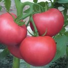 20 Seeds Qinshu No.1 F1 Pink Big Tomato