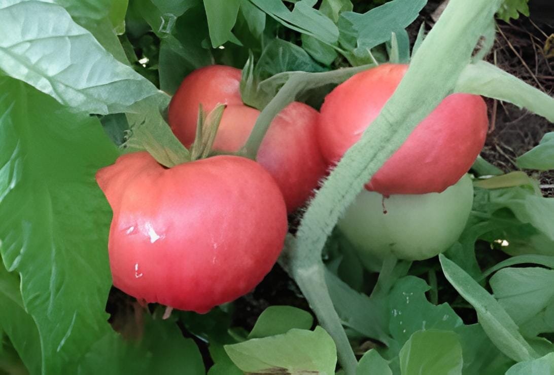 20 Seeds Super Baoguan No.1 F1 Big Pink Tomato