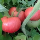 20 Seeds Super Baoguan No.1 F1 Big Pink Tomato