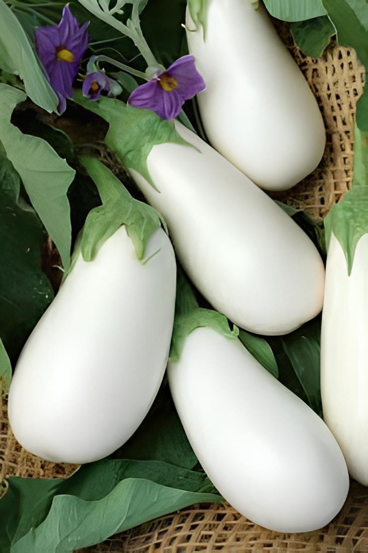 20 Seeds Qinshu White Eggplant Hybrid