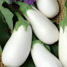 20 Seeds Qinshu White Eggplant Hybrid