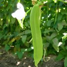 100 Seeds Bean Sword Bean Chamma Kaya Tammakaya Japanese Sword