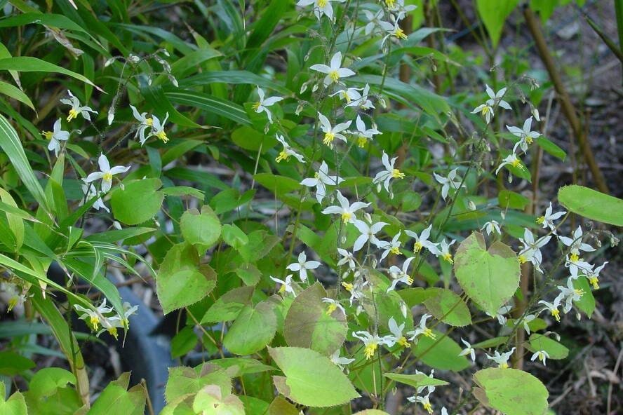 100 Seeds Superior Epimedium Brevicornu