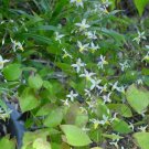 100 Seeds Superior Epimedium Brevicornu