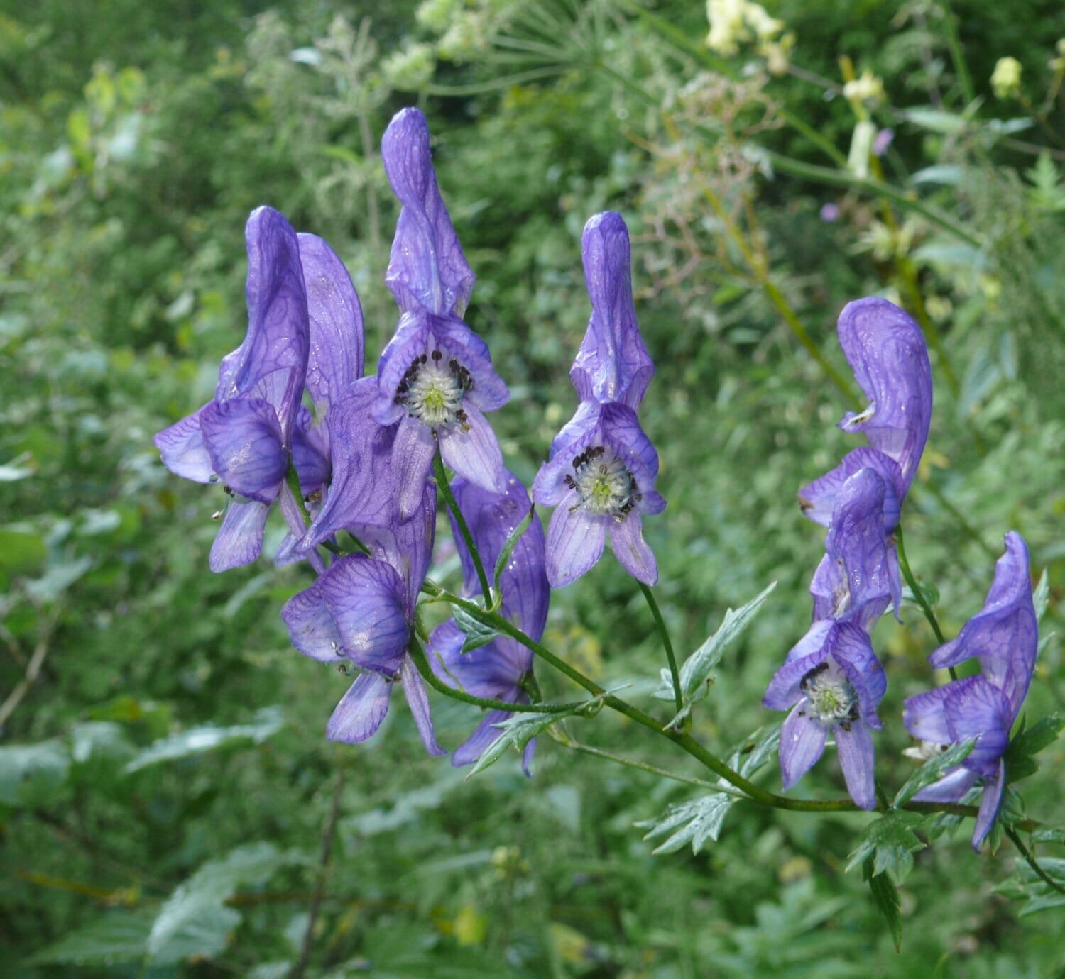 200 Seeds Monkshood