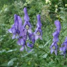 200 Seeds Monkshood