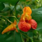 100 Seeds Jewelweed Impatiens Capensis Native for Hummingbirds