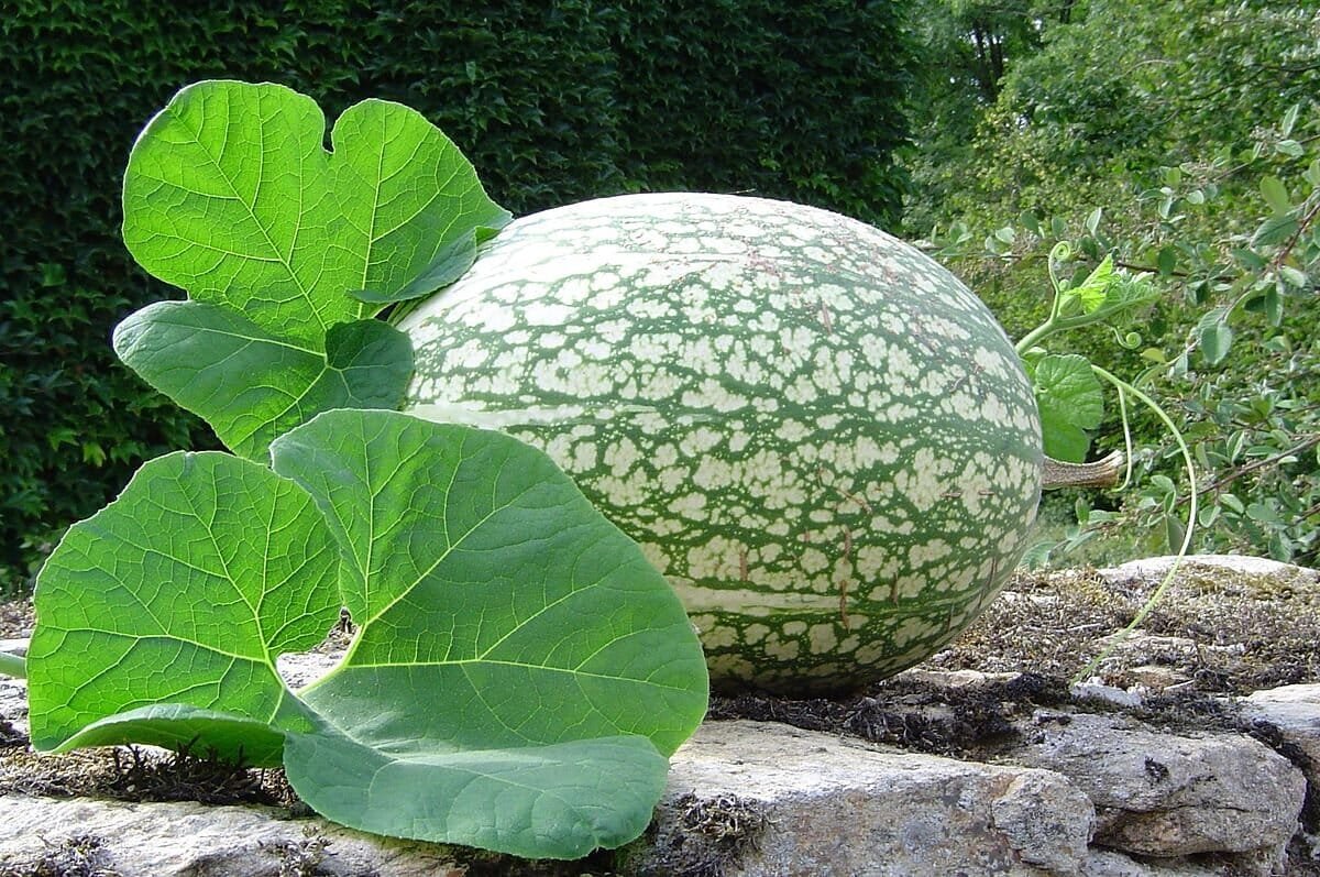 40 Seeds Fin Melon Chilacayote Fig Leaved Malabar Gourd Plant