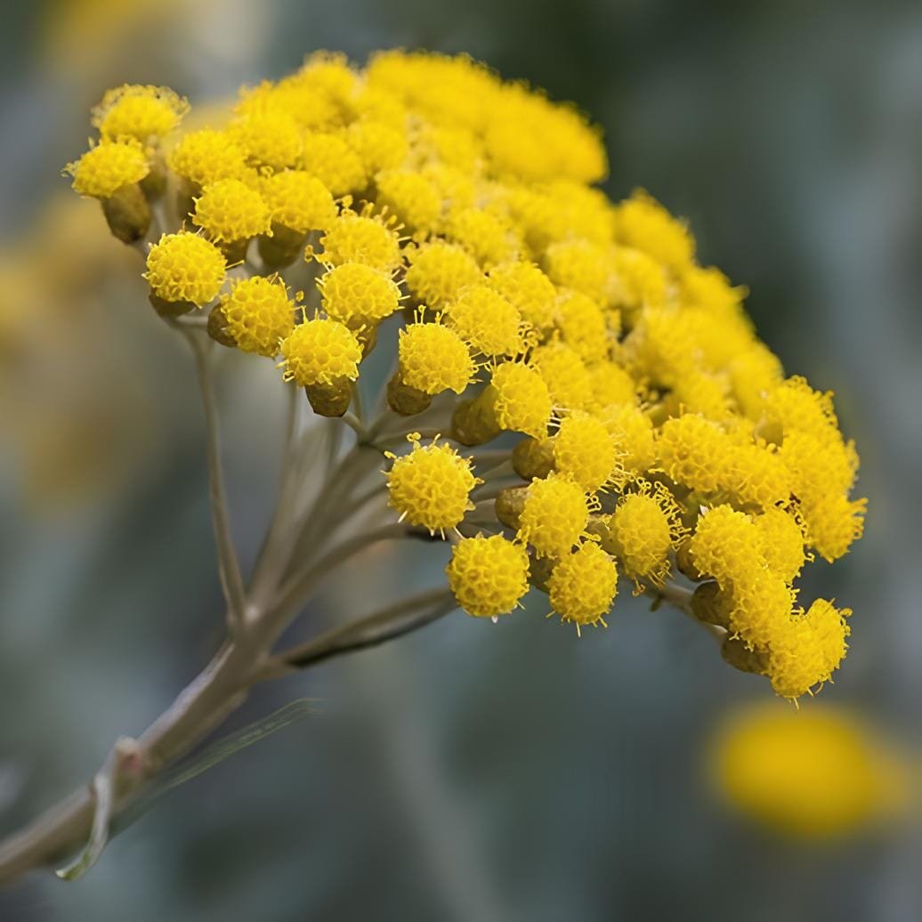 100 Seeds Immortelle Flower