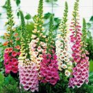 10000 Seeds Digitalis Purpurea Mixed Foxgloves Perennial Flower