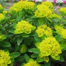 30 Seeds Cushion Spurge Flower