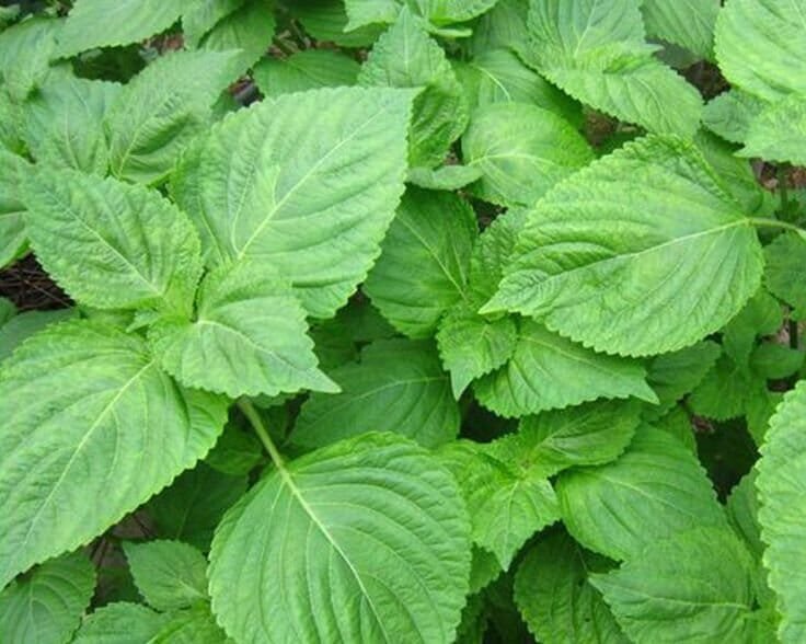 10000 Seeds Heirloom Green Perilla