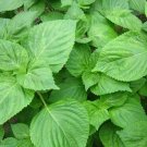 10000 Seeds Heirloom Green Perilla