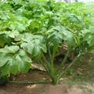 10 Seeds Ashitaba Standard Angelica Keiskei Koidzumi Certified Organic