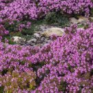 600 Seeds Creeping Thyme Purple Pink