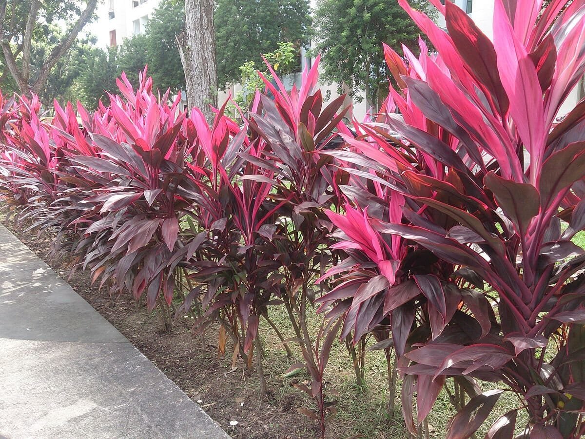 10 Seeds Cordyline Fruticosa Plant
