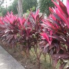10 Seeds Cordyline Fruticosa Plant