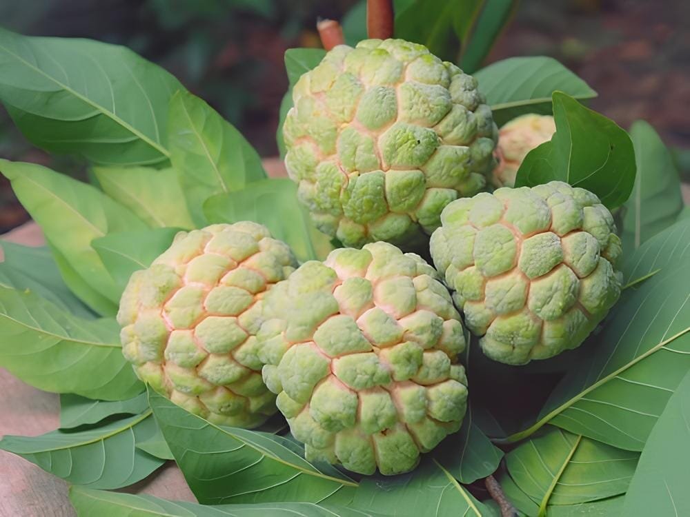 30 Seeds Custard Apple Srikaya Fruits