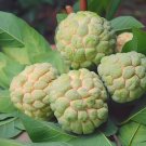 30 Seeds Custard Apple Srikaya Fruits