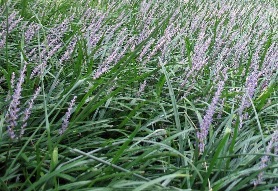 100 Seeds Liriope Muscari Bulk Wholesale