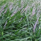 100 Seeds Liriope Muscari Bulk Wholesale