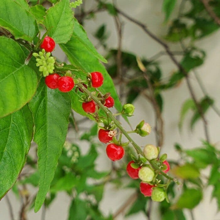 20 Seeds Rouge Plant Rivina Humilis Organic