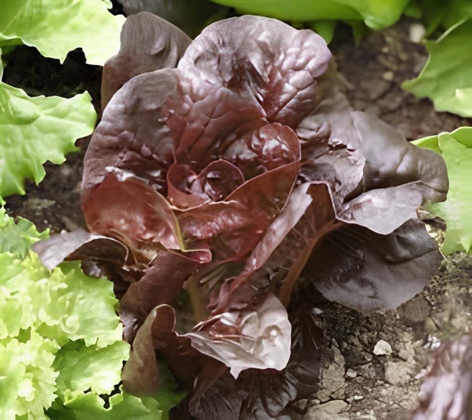 60 Seeds Purple Rape Approx