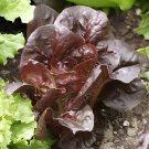 60 Seeds Purple Rape Approx
