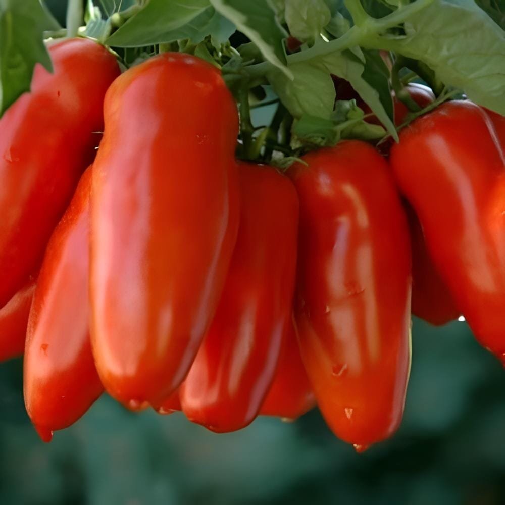 300 Seeds Small Pink Banana Tomato