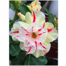 4 Seeds Adenium Mixed Yellow White Petals with red stripe Flower