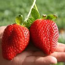 80 Seeds Bonai Giant Strawberry
