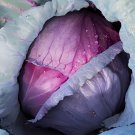 60 Seeds Heirloom Purple Cabbage Organic Vegetables