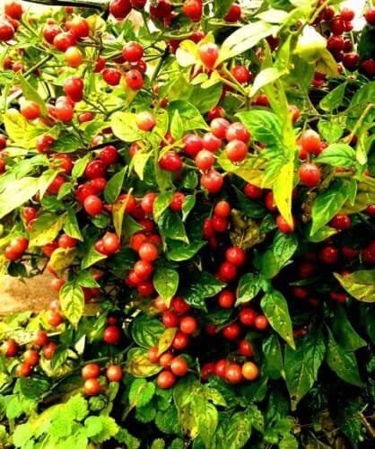 50 Seeds Bonsai 'Pearl' Pepper Chile Vegetables