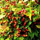 50 Seeds Bonsai 'Pearl' Pepper Chile Vegetables