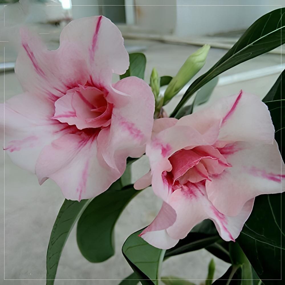 4 Seeds Adenium Whitish Pink Petals with Purple Stripe & Centre Flower