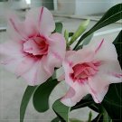 4 Seeds Adenium Whitish Pink Petals with Purple Stripe & Centre Flower