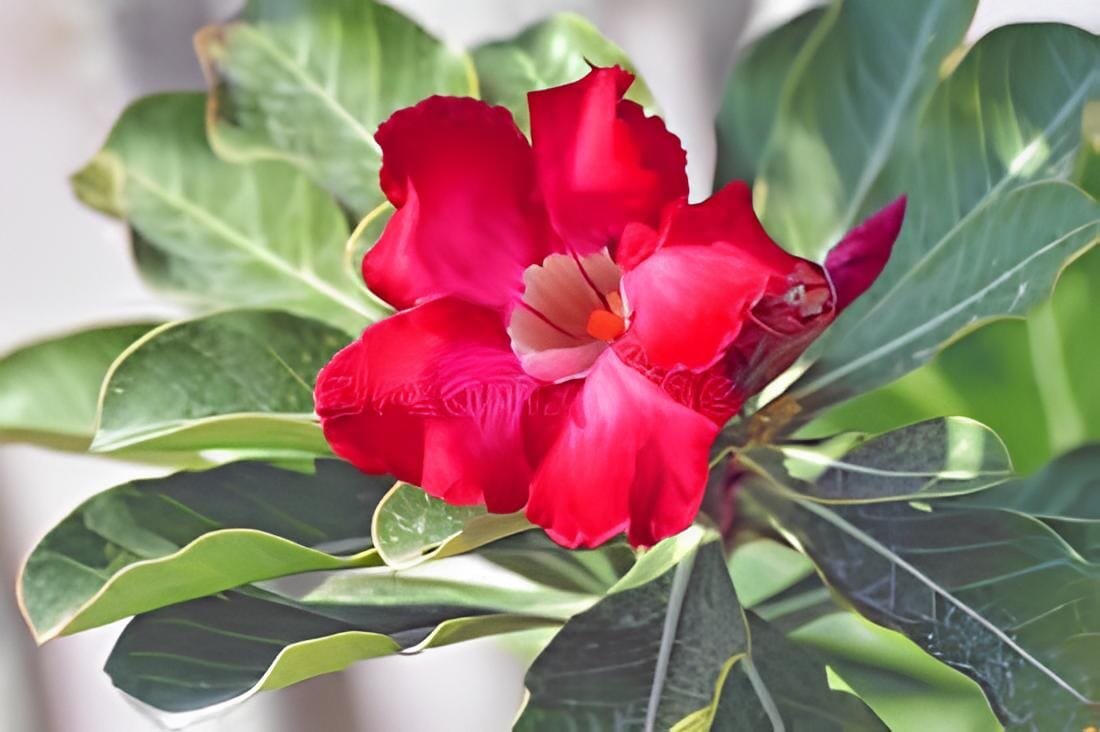 4 Seeds Adenium Dark Red Petals Flower